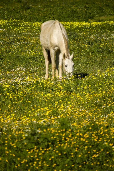 Белая лошадь на ландшафтном поле — стоковое фото