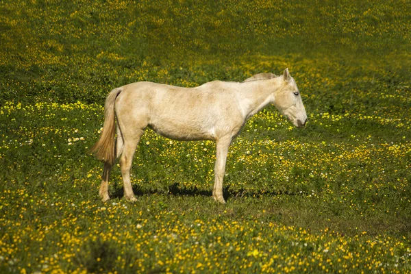 Witte paard op een landschap veld — Stockfoto