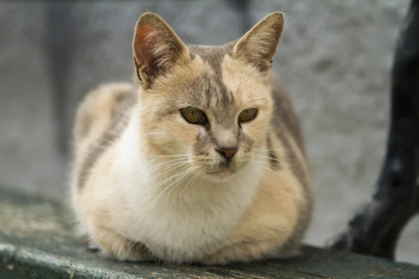 Gato doméstico —  Fotos de Stock