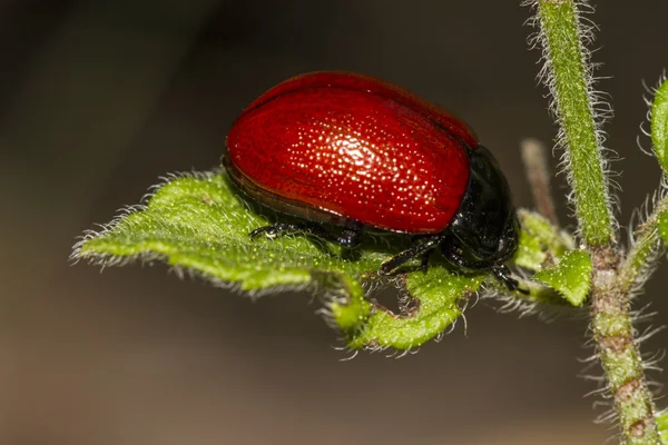 赤いポプラ葉カブトムシ — ストック写真
