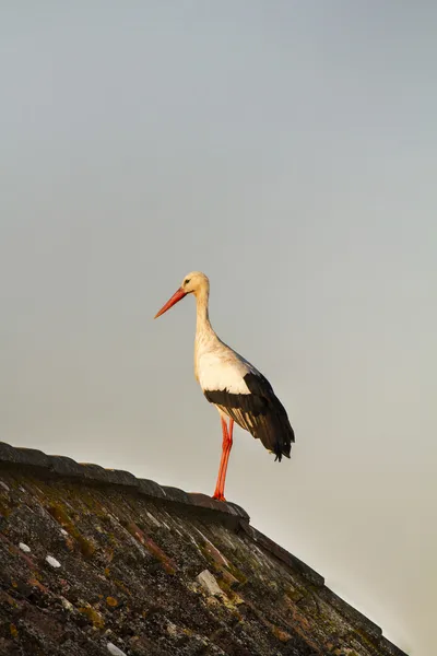 Lonely white stork — Stock Photo, Image