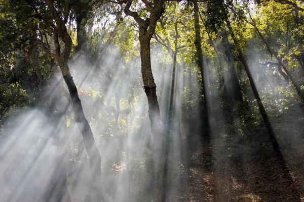 Солнечные лучи, пересекающие деревья — стоковое фото