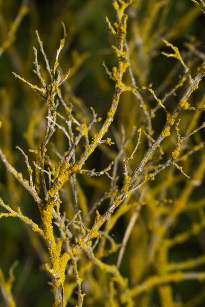 Ramas de árboles — Foto de Stock