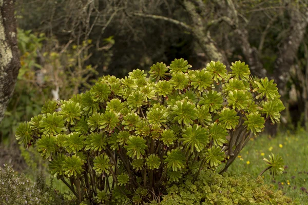 Sukkulente Aeonium arboreum-Pflanze — Stockfoto