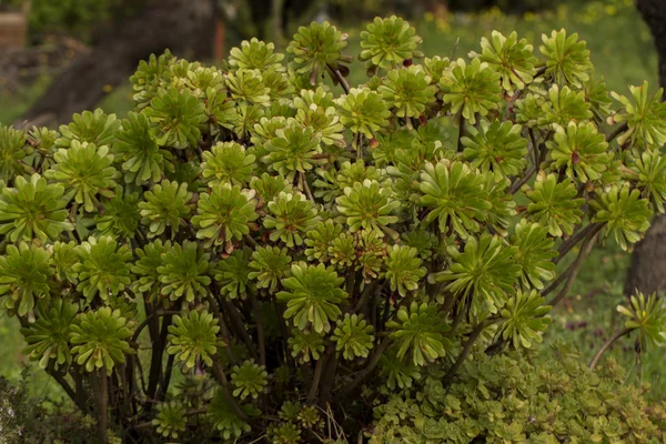 Sukulentní aeonium arboreum rostlina — ストック写真