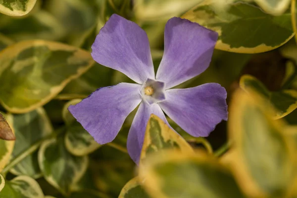 Purple vinca major wildflower — Stock Photo, Image
