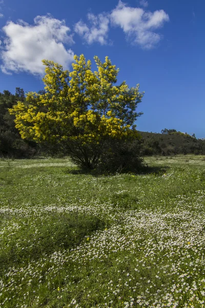 Field with an acacia tree — Stock Photo, Image