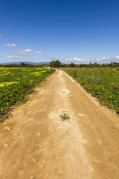 Polnej drodze żółte kwiaty — Zdjęcie stockowe
