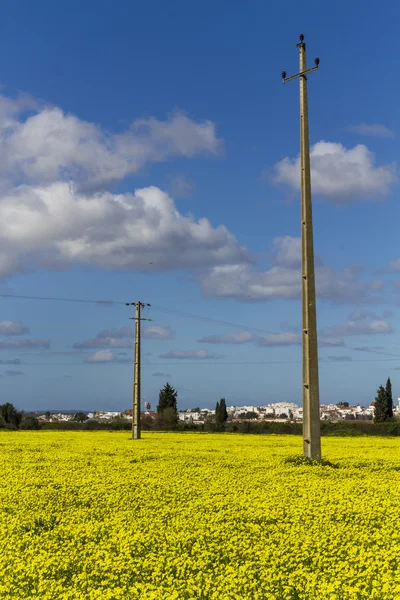 Spring countryside landscape — Stock Photo, Image