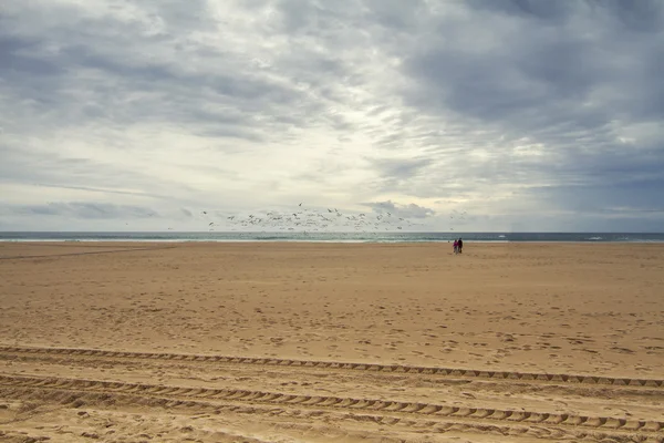 Manada de gaviotas — Foto de Stock