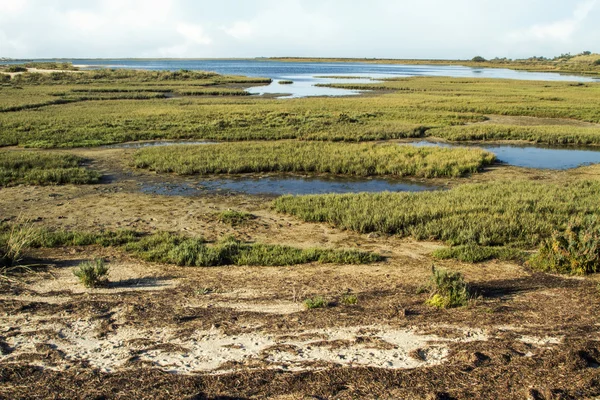 Natural Ria Formosa marshlands — Stock Photo, Image
