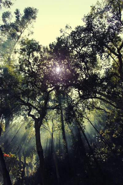Rayos del sol cruzando los árboles en el bosque . — Foto de Stock