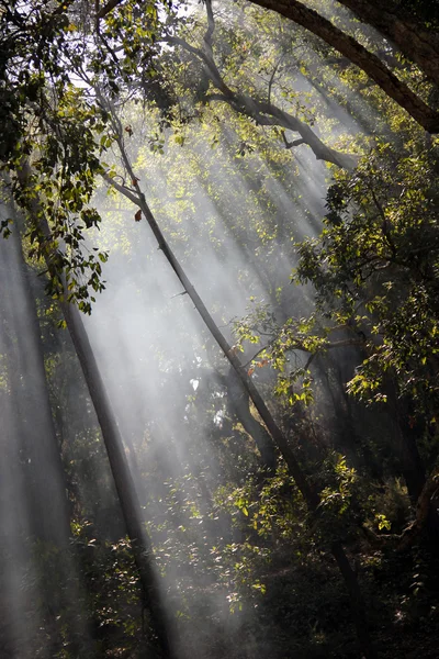 Rayons de soleil traversant les arbres dans la forêt . — Photo