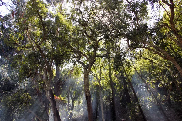 Sun rays crossing the trees in the forest. — Stock Photo, Image