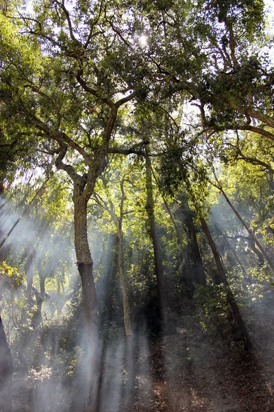 Солнечные лучи пересекают деревья в лесу . — стоковое фото
