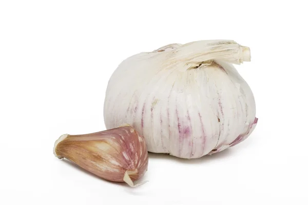 Single garlic bulb — Stock Photo, Image