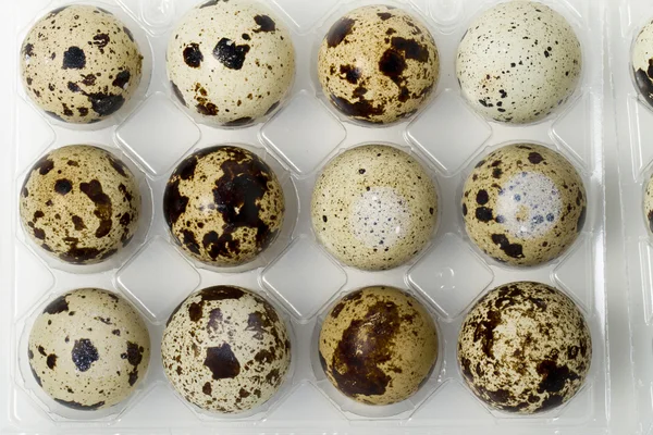 Сырые перепелиные яйца — стоковое фото