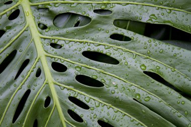 Monstera deliciosa yaprak