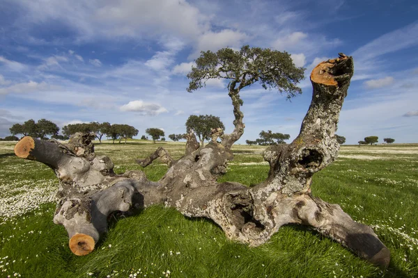 Primavera paisagem rural — Fotografia de Stock