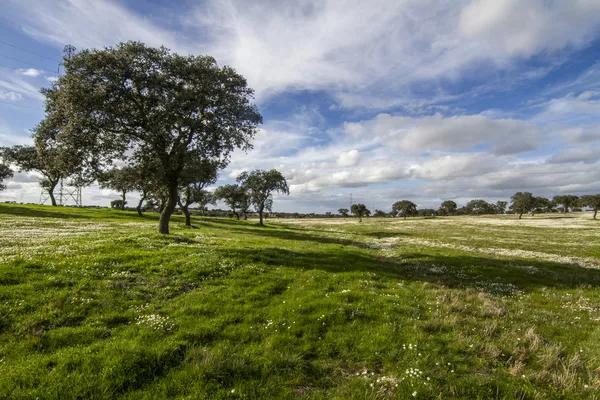 Lente platteland landschap — Stockfoto