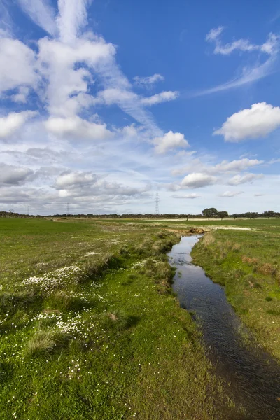 Spring countryside water stream — Stock Photo, Image