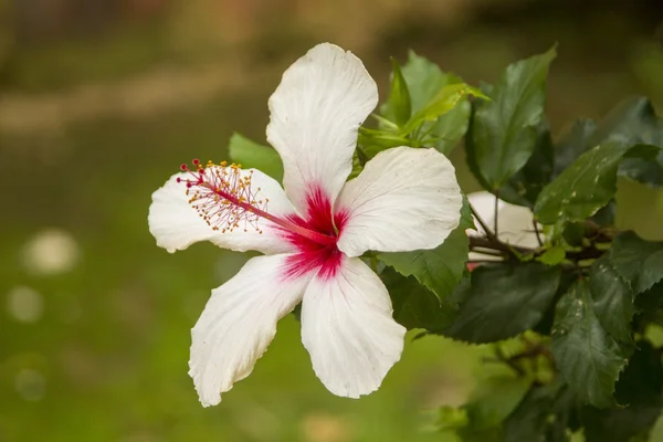 Hibiscus witte bloem — Stockfoto