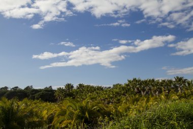 Palmiye Yağı Çiftliği