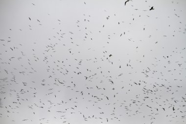 Martılar büyük sürüsü