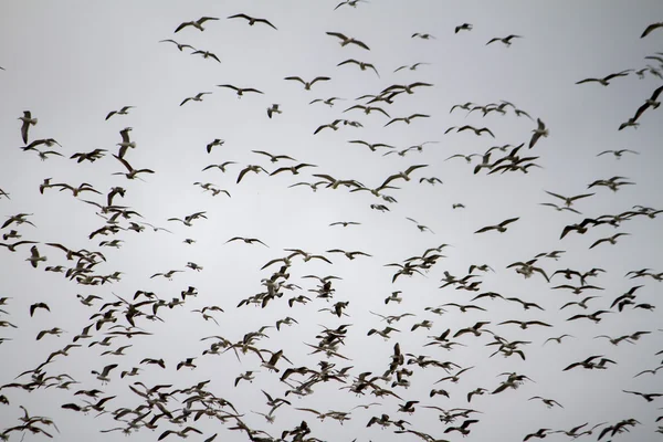 Grande rebanho de gaivotas — Fotografia de Stock