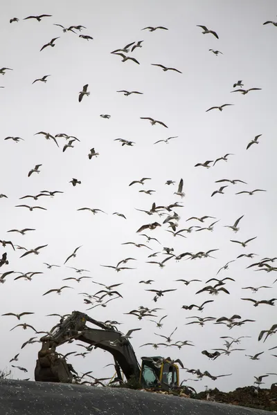 Stor flock fiskmåsar — Stockfoto