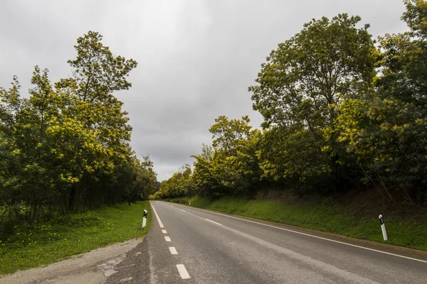 Mimoza ağaçları ile uzun asfalt yol — Stok fotoğraf