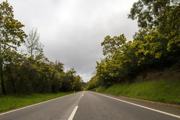 Longa estrada de asfalto com árvores mimosa — Fotografia de Stock