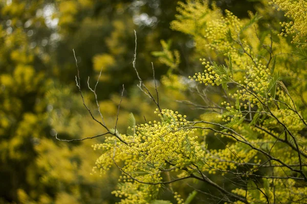 Yellow mimosa tree — Stock Photo, Image