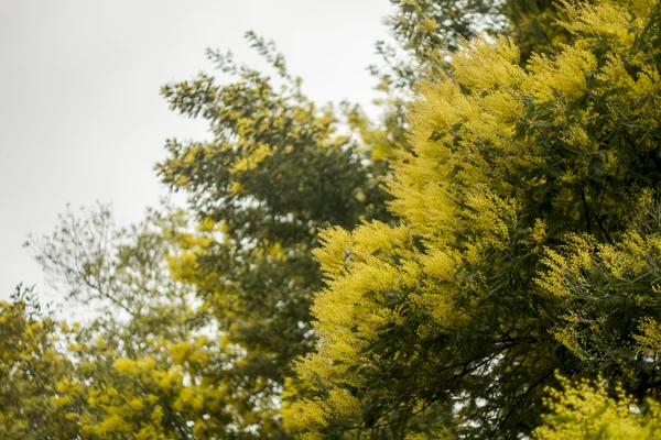 MIMÓZA sárga fa — Stock Fotó