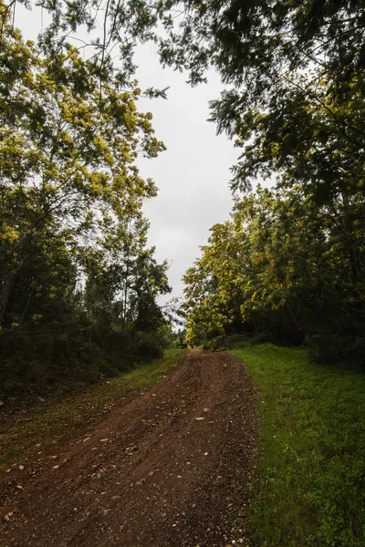 Na regen weergave van een bos veld met mimosa bomen — Stockfoto