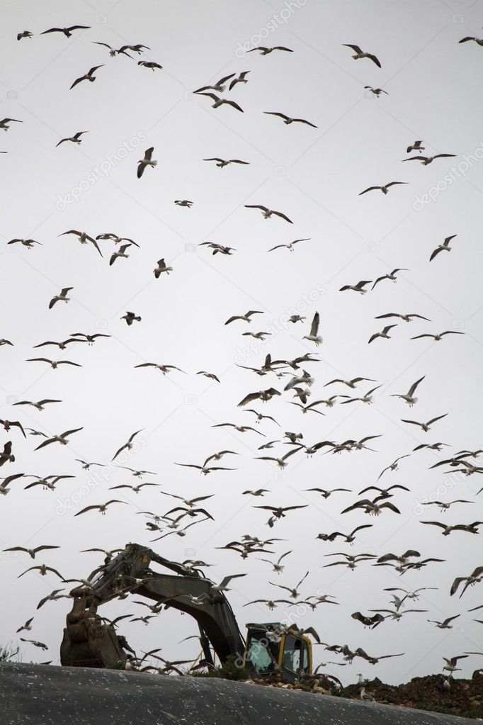 Large flock of seagulls