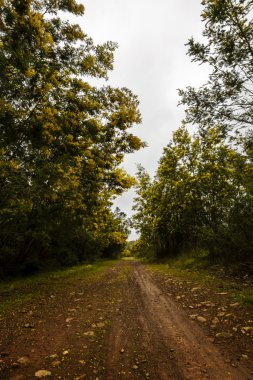Mimoza ağaçları ile orman alanının yağmur görünümü sonra