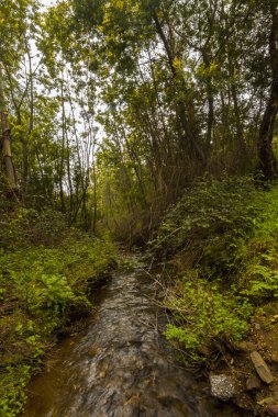 güzel monchique bölgesindeki nehir akarsu