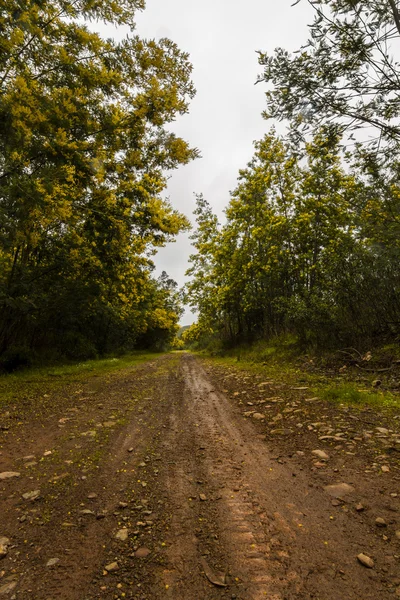Na regen weergave van een bos veld met mimosa bomen — Stockfoto