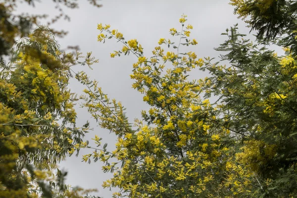 Árvore mimosa amarela — Fotografia de Stock