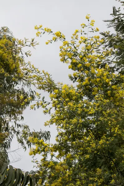 Жовтий мімози дерева — стокове фото