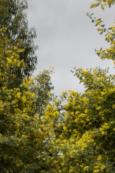 Árvore mimosa amarela — Fotografia de Stock