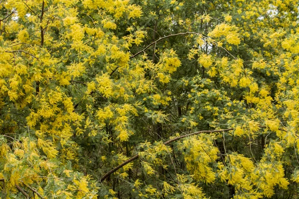 Gelber Mimosenbaum — Stockfoto