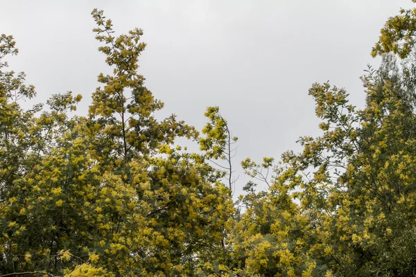 Árvore mimosa amarela — Fotografia de Stock