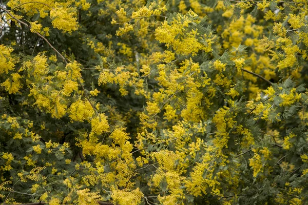 노란 미모사 나무 — 스톡 사진