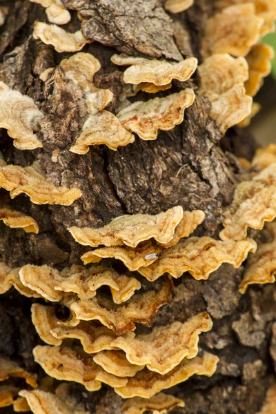 Peru cauda árvore fungo — Fotografia de Stock
