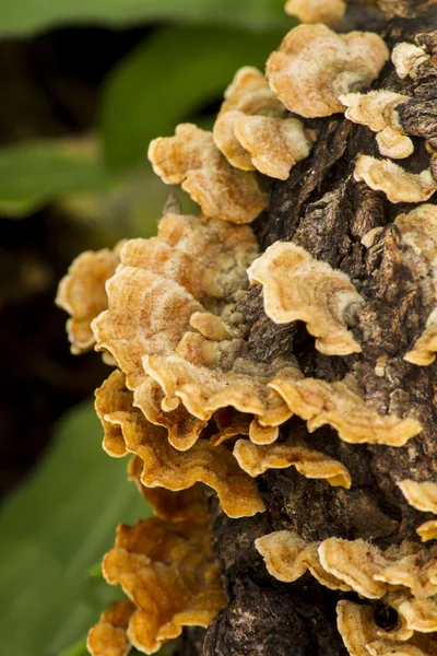 Peru cauda árvore fungo — Fotografia de Stock