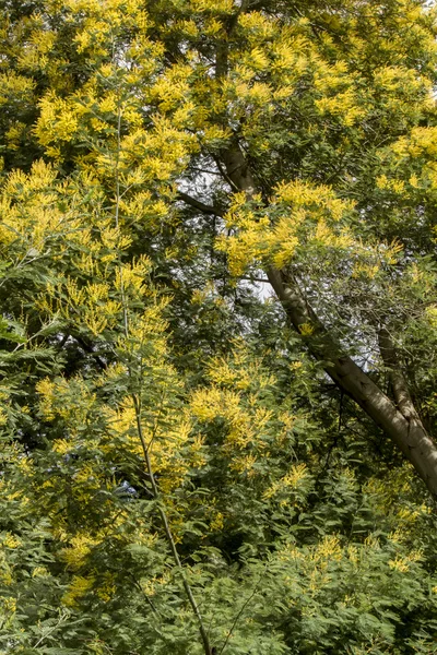 Árvore mimosa amarela — Fotografia de Stock