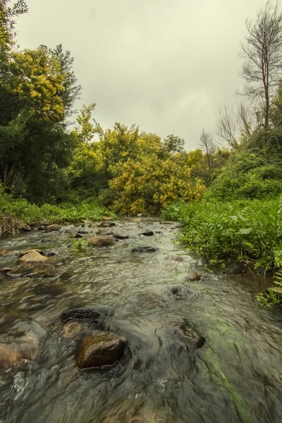 Rzeka strumień na region monchique piękne — Zdjęcie stockowe