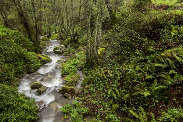 Ruscello fluviale sulla splendida regione di Monchique — Foto Stock